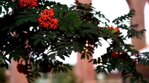 Rozmazané bobule na jeřábu. Sorbus aucuparia ve večerních hodinách. — Stock video