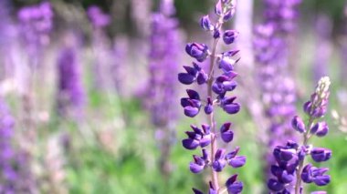  Bulanık Lupinus, lupin, mor ve mavi çiçekli lupin tarlası. Bir grup lupin yaz çiçeği arkaplanı.
