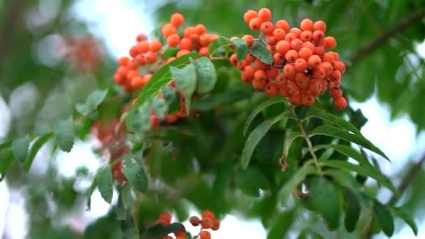 Toamna estompează fundalul. Rowan fructe de padure pe rowan copac. Sorbus aucuparia . — Videoclip de stoc