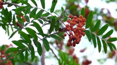 Sonbaharda arka plan bulanıklaşır. Rowan meyveleri Rowan ağacında. Sorbus aucuparia.