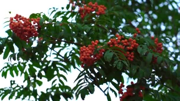Hösten suddig bakgrund. Rönnbär på rönn. Sorbus aucuparia. — Stockvideo