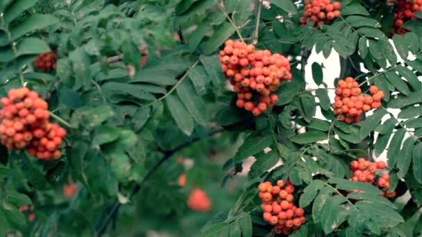 Őszi homályos háttér. Rowan bogyók a Rowan fán. Sorbus aucuparia. — Stock videók