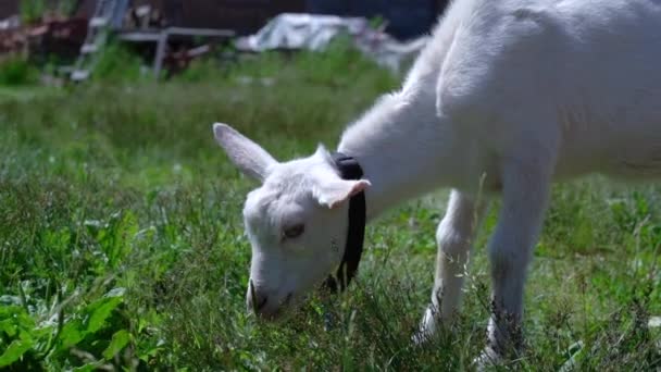 Bulanık küçük keçi otluyor, bir yaz günü çiftlikte ot yiyor.. — Stok video