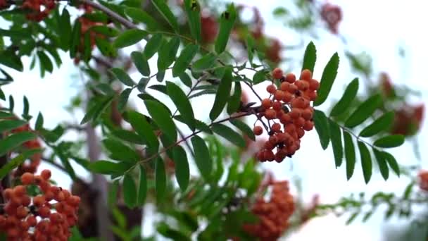 Sonbaharda arka plan bulanıklaşır. Rowan meyveleri Rowan ağacında. Sorbus aucuparia. — Stok video