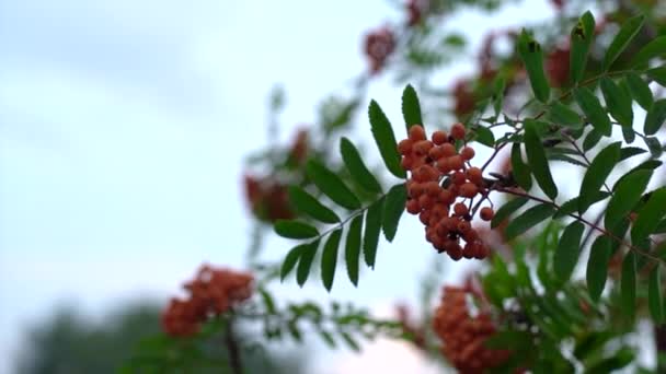 Sonbaharda arka plan bulanıklaşır. Rowan meyveleri Rowan ağacında. Sorbus aucuparia. — Stok video