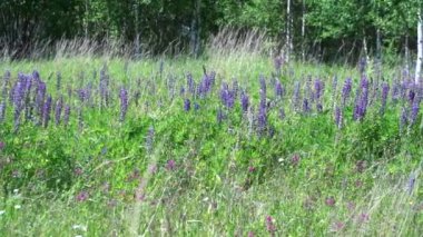 Mor lupinler çiçekli yaz otlağının bulanık arka planı