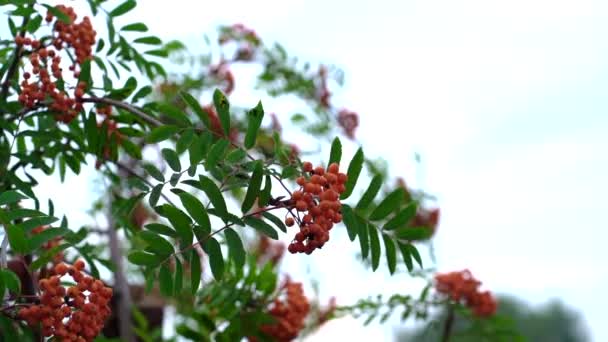 Autumn blurred background. Rowan berries on rowan tree. Sorbus aucuparia. — Stock Video