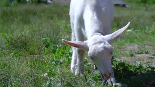 Размытый козленок пасущийся, поедающий траву в летний день на ферме. — стоковое видео