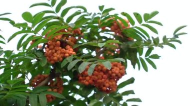 Sonbaharda arka plan bulanıklaşır. Rowan meyveleri Rowan ağacında. Sorbus aucuparia.