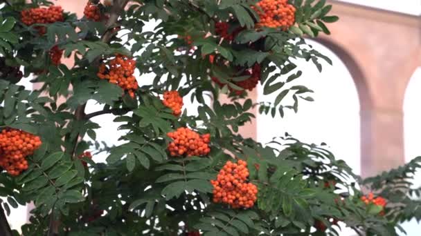 Autunno sfondo sfocato. Bacche di Rowan su un albero di sorbo. Sorbus aucuparia. — Video Stock