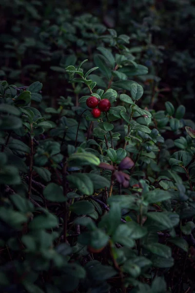 Lingonberry Struiken Groeien Het Bos Close Rijp Rode Bessen Van — Stockfoto
