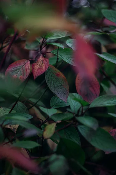 Juicy Autumn Green Red Leaves Vine Bush Park Look Leaves — Stockfoto