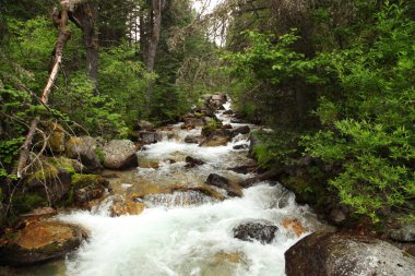 West Red Lodge Creek in Beartooth Mountains, Montana clipart
