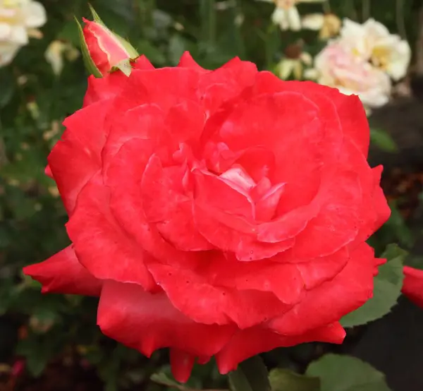 Primo Piano Rosa Rosa Fiore Bocciolo Fuori — Foto Stock