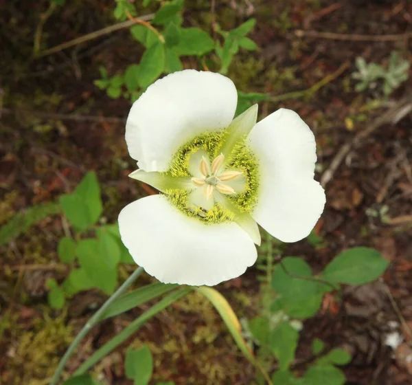 Gunnison Mariposa Lily Calochortus Gunnisonii Biały Dziki Kwiat Górach Beartooth — Zdjęcie stockowe