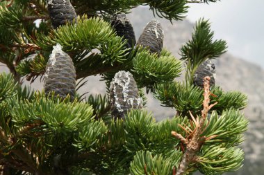 Subalpine firavunu (Abies lasiocarpa) Montana 'daki Beartooth Dağları' ndaki bir ağacın tepesindeki mavi koniler