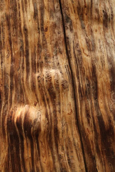 蒙大拿州熊牙山白树松树干木纹与甲虫踪迹的特写研究 — 图库照片