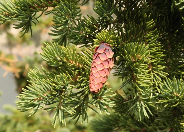 Engelmann Spruce Picea Engelmannii Cone Tree Beartooth Mountains Montana — стокове фото