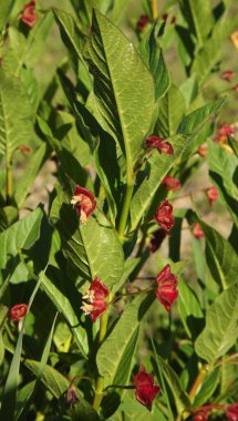 Idaho 'daki Lolo Geçidi Ziyaretçi Merkezi' nde Bracted Honeysuckle (Lonicera Daucrata) kırmızı kır çiçeği