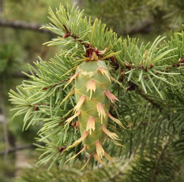 Douglas-Firavun (Pseudotsuga menziesii), Colorado 'daki Rocky Dağı Ulusal Parkı' ndaki bir ağaçta koni.