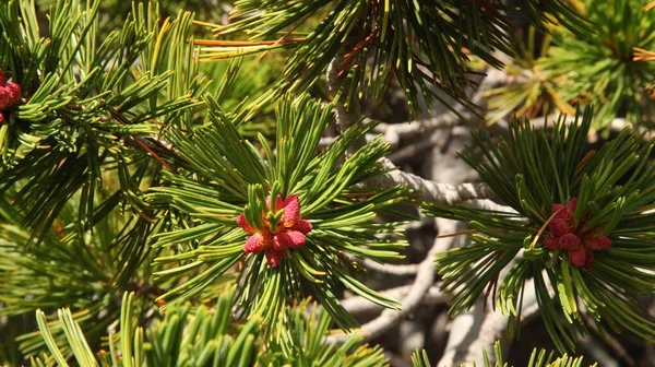 Whitebark Pine Pinus Albicaulis Шишки Голки Beartooth Mountains Монтана — стокове фото