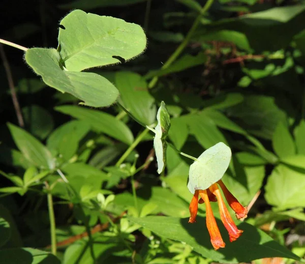 Orange Honeysuckle Lonicera Ciliosa Nez Perce Clearwater Ulusal Ormanı Idaho — Stok fotoğraf