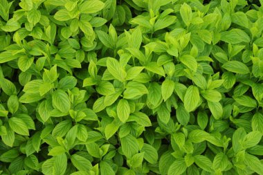 Background of plant green leaves in Bitterroot Mountains, Idaho