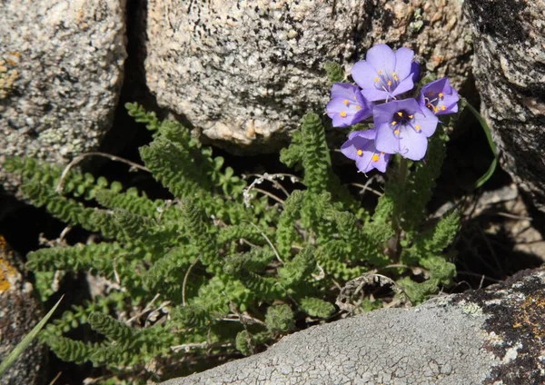 몬태나주 비르치아 산맥에 자주색 야생화 Polemonium Viscosum — 스톡 사진