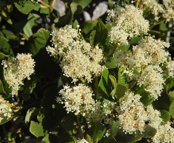 Cespuglio Ceanothus Velutinus Arbusto Bianco Fiore Selvatico Nelle Montagne Dei — Foto Stock