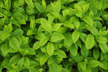 Background of plant green leaves in Bitterroot Mountains, Idaho