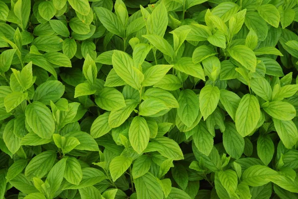 Background Plant Green Leaves — Stock Photo, Image