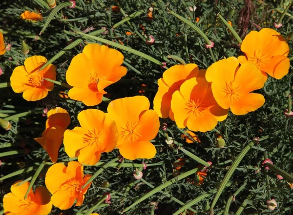 オレゴン州の明るいオレンジ色のケシの花 — ストック写真