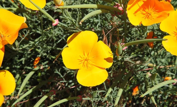 オレゴン州の明るいオレンジ色のケシの花 — ストック写真