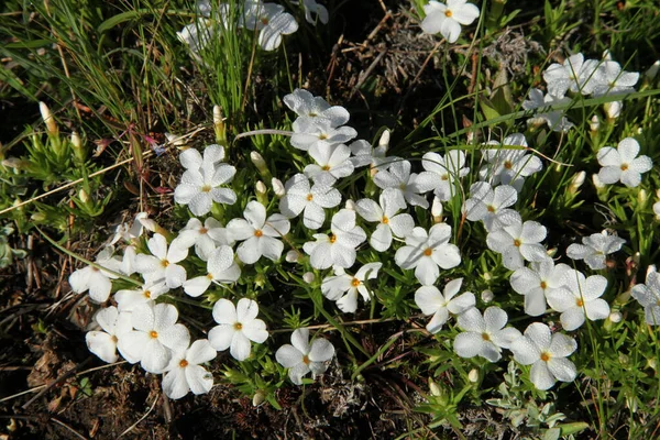 Phlox Phlox Yellowstone Ulusal Parkı Wyoming Taze Çiy Damlaları Olan — Stok fotoğraf