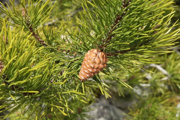 蒙大拿州熊牙山的树梢松果 — 图库照片