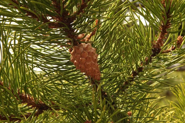 Lodgepole Pine Pinus Contorta Kužel Beartooth Mountains Montana — Stock fotografie