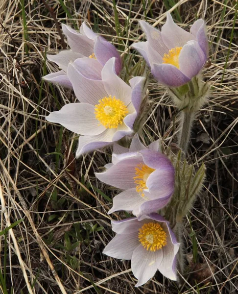 Pasqueflower Anemone Patens Purple Wildflowers Beartooth Mountains Montana — Stock Photo, Image