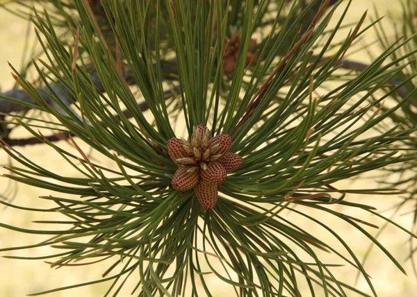 Пондероза Пайн Pinus Ponderosa Шишки Оточені Голками Малюнку Везермана Монтана — стокове фото