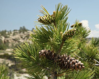 Weatherman Draw, Montana 'da eski ve yeni Limber Pine (Pinus flexilis) konileri