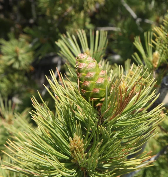 Limber Pine Pinus Flexilis Cono Weatherman Draw Montana — Foto de Stock