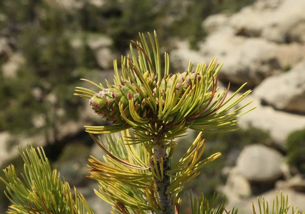 Limber Pine Pinus Flexilis Conos Weatherman Draw Montana — Foto de Stock