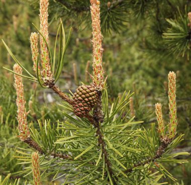 Lodgepole Pine (Pinus contorta), Montana 'daki Beartooth Dağları' ndaki bir ağaçta koni.