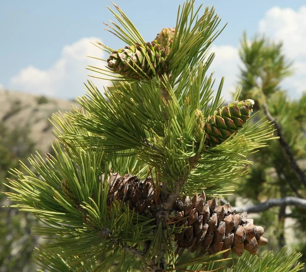 Antigos Novos Cones Limber Pine Pinus Flexilis Weatherman Draw Montana — Fotografia de Stock