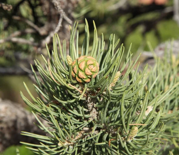 Pinyon Duas Agulhas Pinus Edulis Cone Parque Nacional Zion Utah — Fotografia de Stock