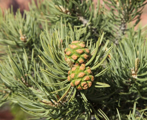 Dvoujehlové Šišky Pinus Edulis Národním Parku Sion Utahu — Stock fotografie