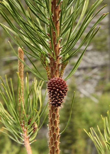 Ладжпольська Сосна Pinus Contorta Конус Дереві Горах Беарзут Монтана — стокове фото