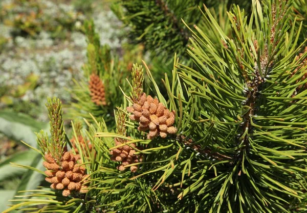 Lodgepole Pine Pinus Contorta Cones Agulhas Beartooth Mountains Montana — Fotografia de Stock