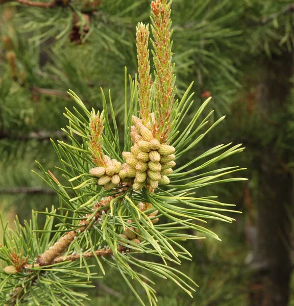 Lodgepole Conos Agujas Pino Pinus Contorta Beartooth Mountains Montana — Foto de Stock