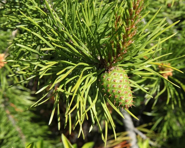 Ладжпольська Сосна Pinus Contorta Конус Дереві Горах Беарзут Монтана — стокове фото