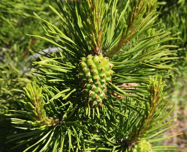 Pino Lodgepole Pinus Contorta Cono Árbol Beartooth Mountains Montana — Foto de Stock